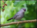 _2SB9846 gray catbird with mulberry